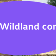 trein Wildlands